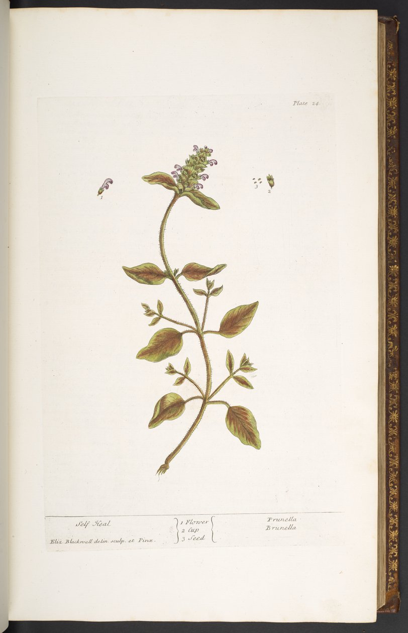 Plate 24, Self Heal, z 