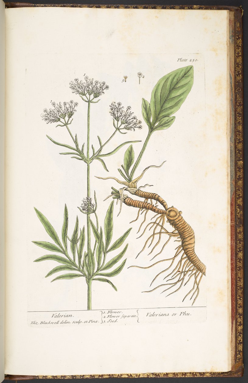 Talíř 250, Valerian, z 