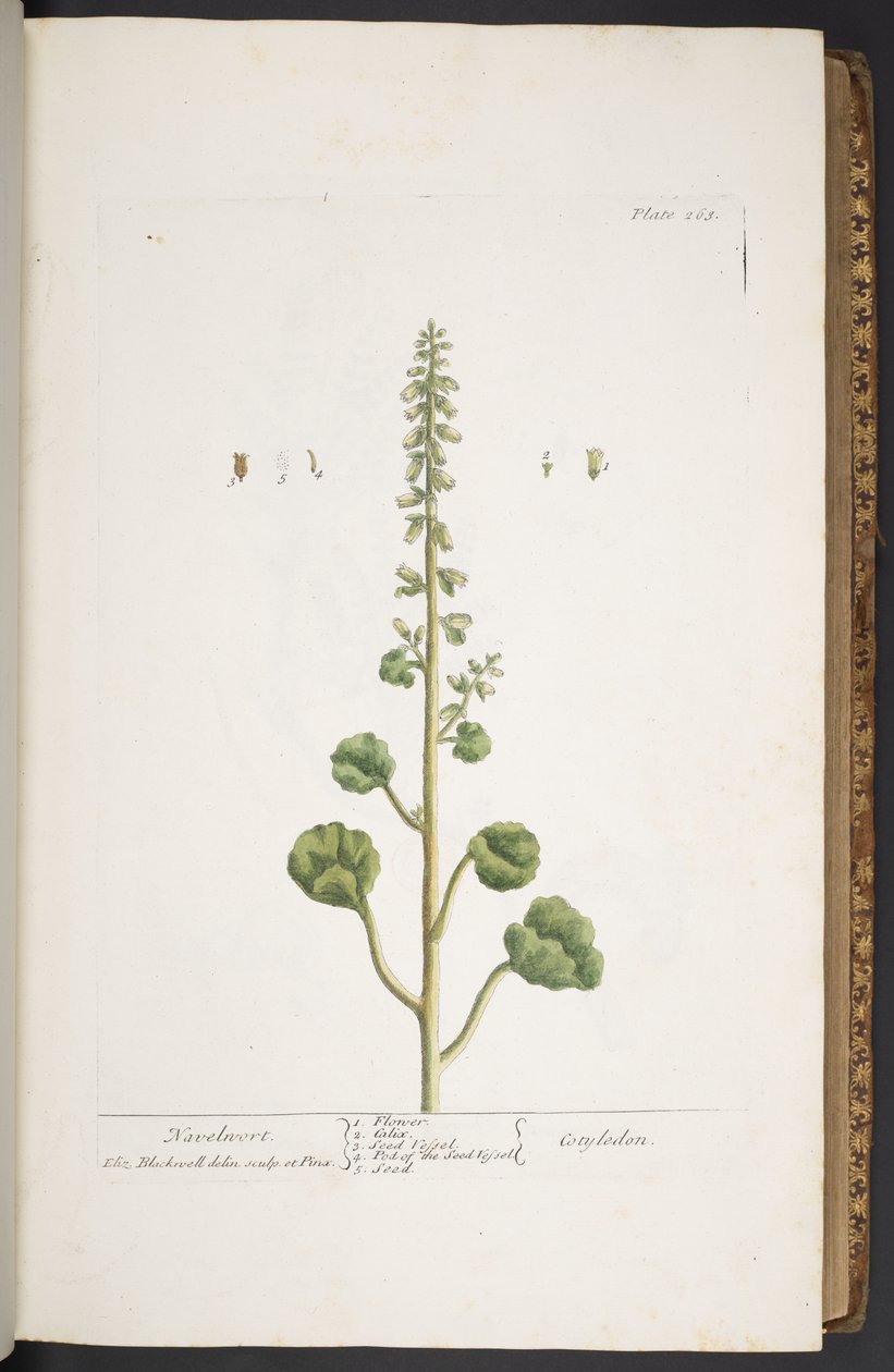 Talíř 263, z 