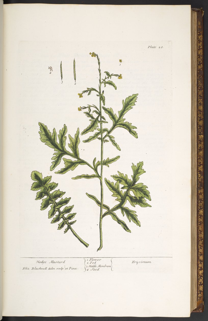 Talíř 28, Hedge Mustard, z 