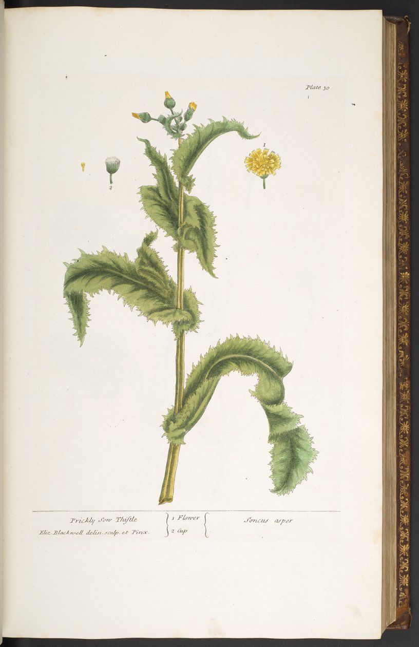 Talíř 30, Prickly Son Thistle, z 
