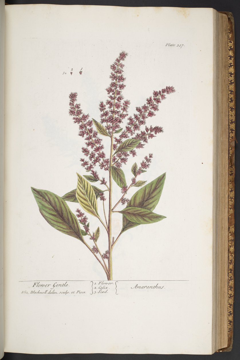 Talíř 317, Flower Gentle, nebo Amaranthus, z 