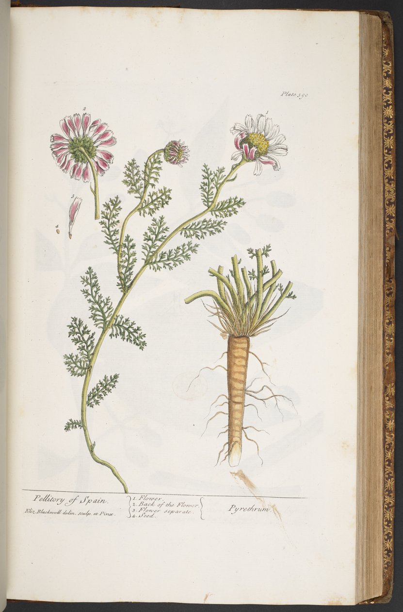 Talíř 390, Pellitory of Spain, z 