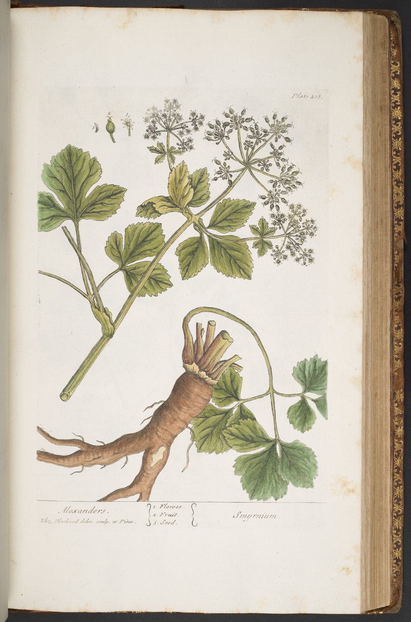 Talíř 408, Alexanders, z 