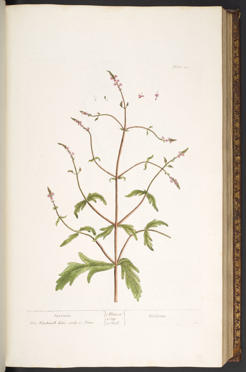 Talíř 41, Vervain, z 