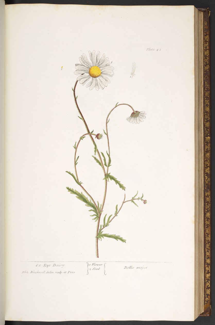 Talíř 42, Ox-Eye Daisy, z 