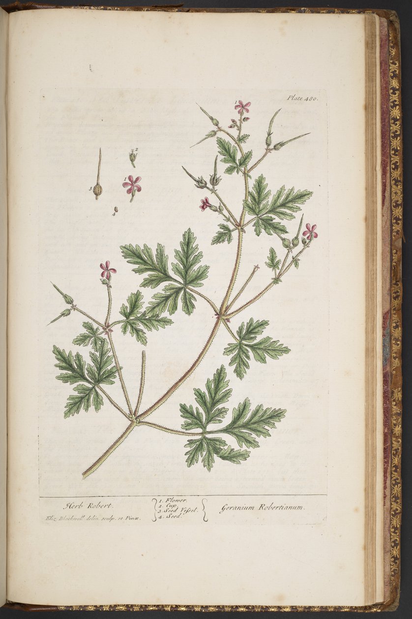 Talíř 480, Herb Robert, z 