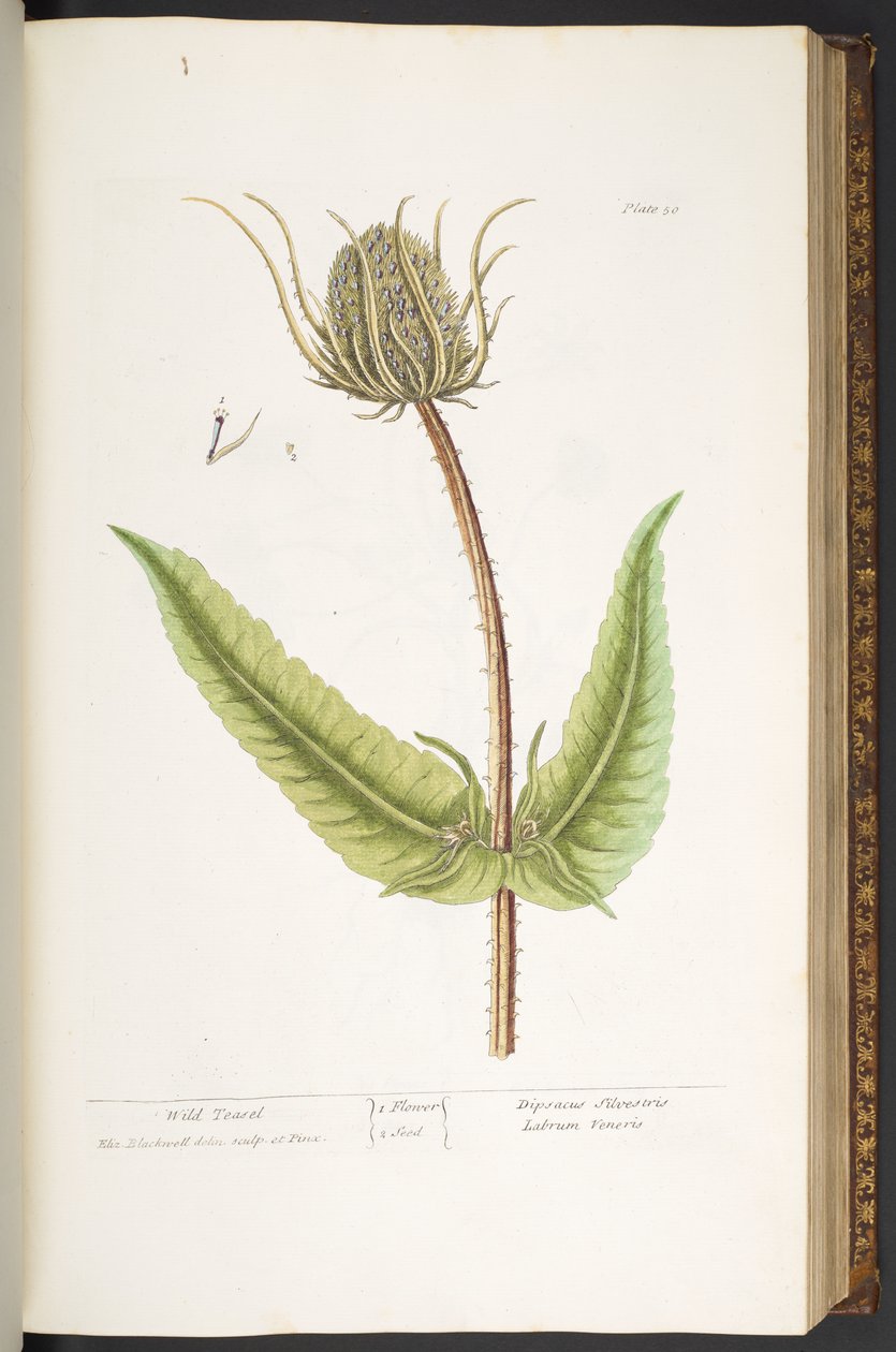 Talíř 50, Wild Teasel, z 