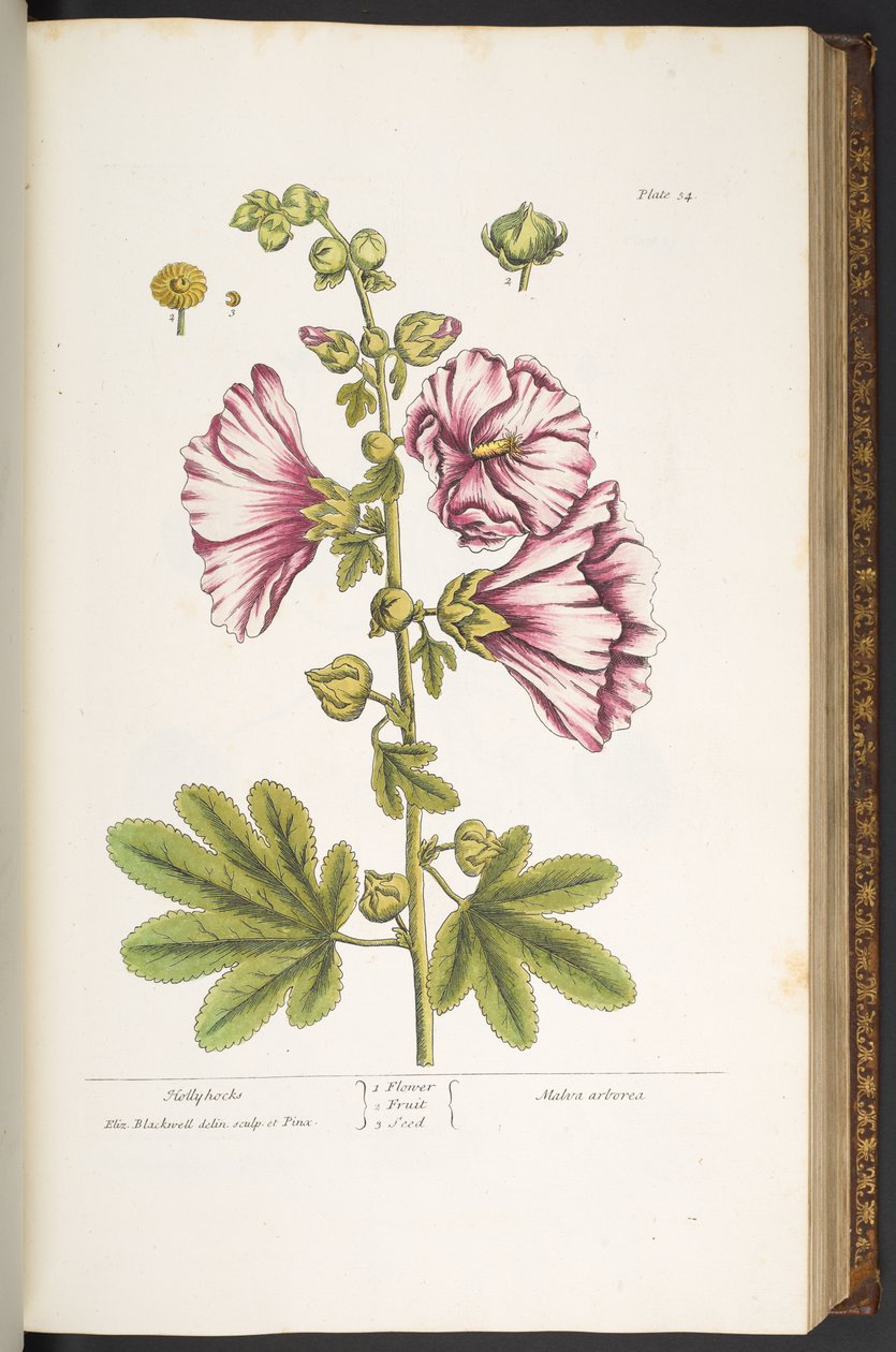 Talíř 54, Hollyhocks, z 