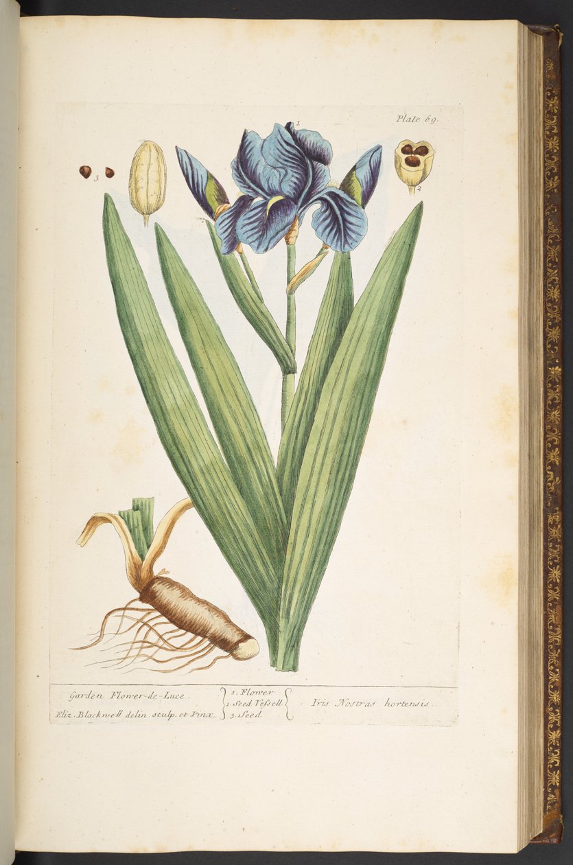 Talíř 69, Garden Flower-de-Luce, z 