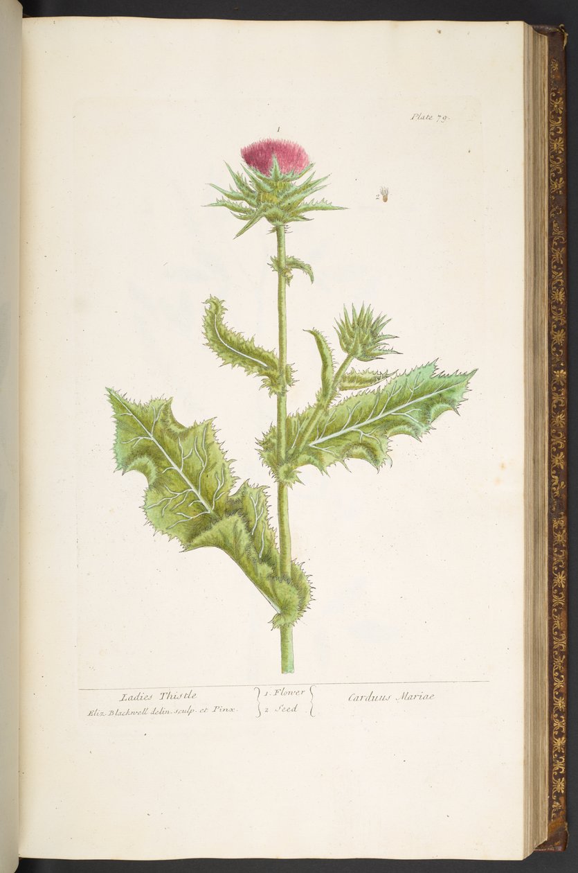Talíř 79, Ladies Thistle, z 