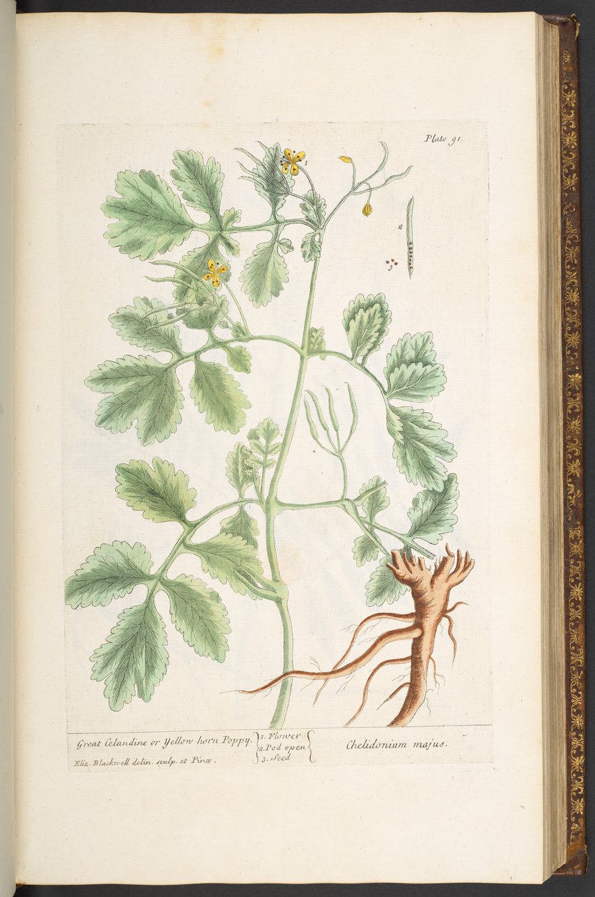 Talíř 91, vlaštovičník velký nebo mák ze žlutého rohu, z „A Curious Herbal“ od Elizabeth Blackwell