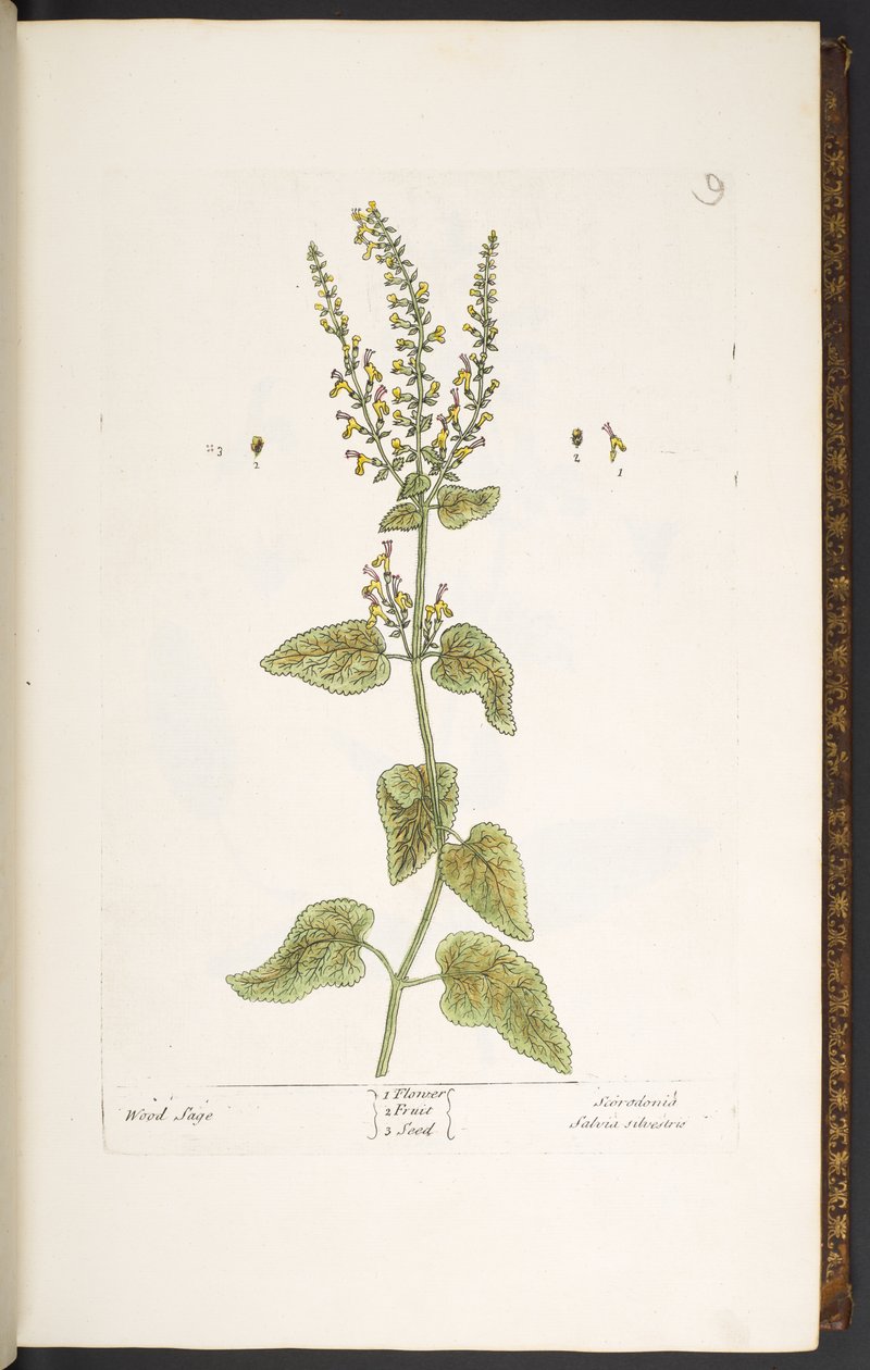Talíř 9, Wood Sage, z 