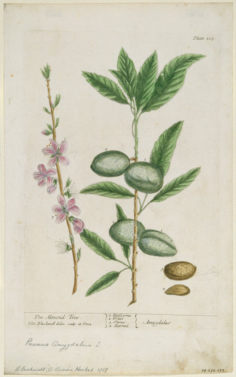 Sladký mandlovník. Sladká mandle, 1737. od Elizabeth Blackwell
