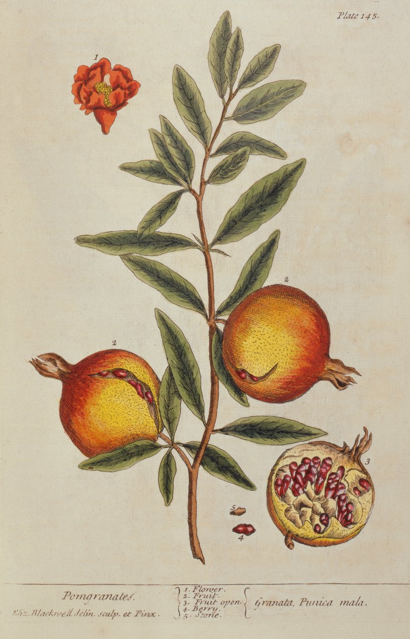 Punica granatum, z knihy A Curious Herbal, 1782 od Elizabeth Blackwell