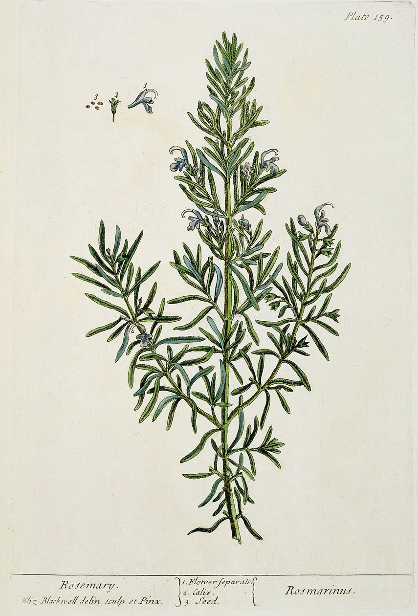 Rosmarinus Officinalis, z 