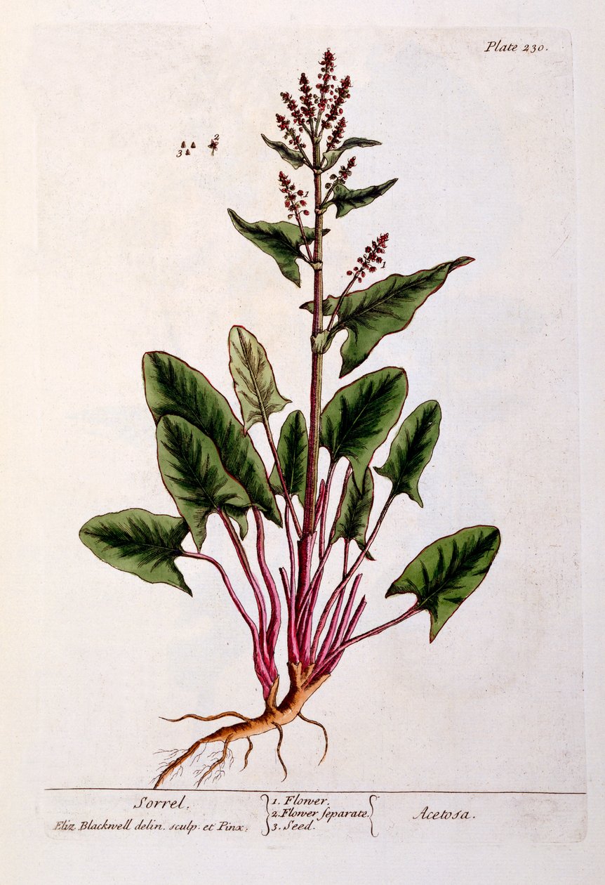 Sorrel, deska 230 z 