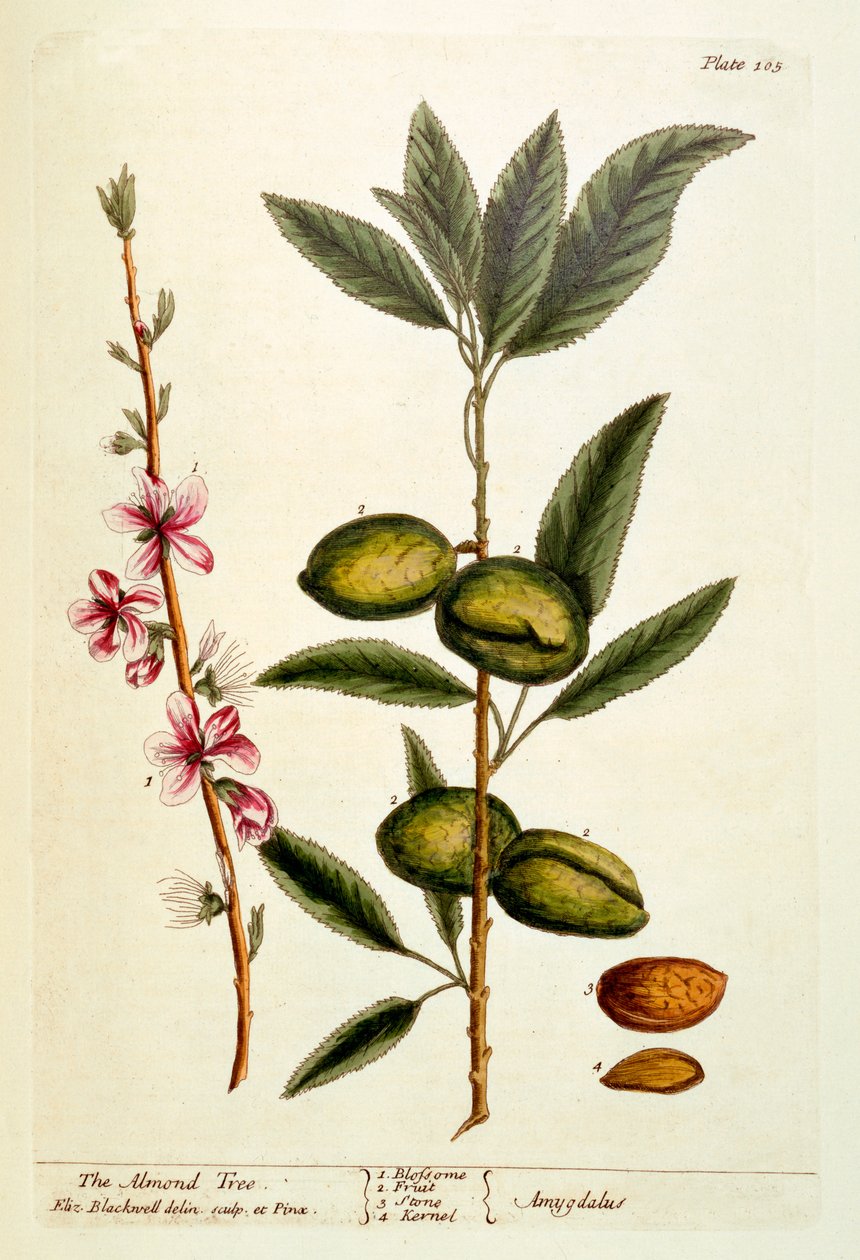 The Almond Tree, deska 105 z 