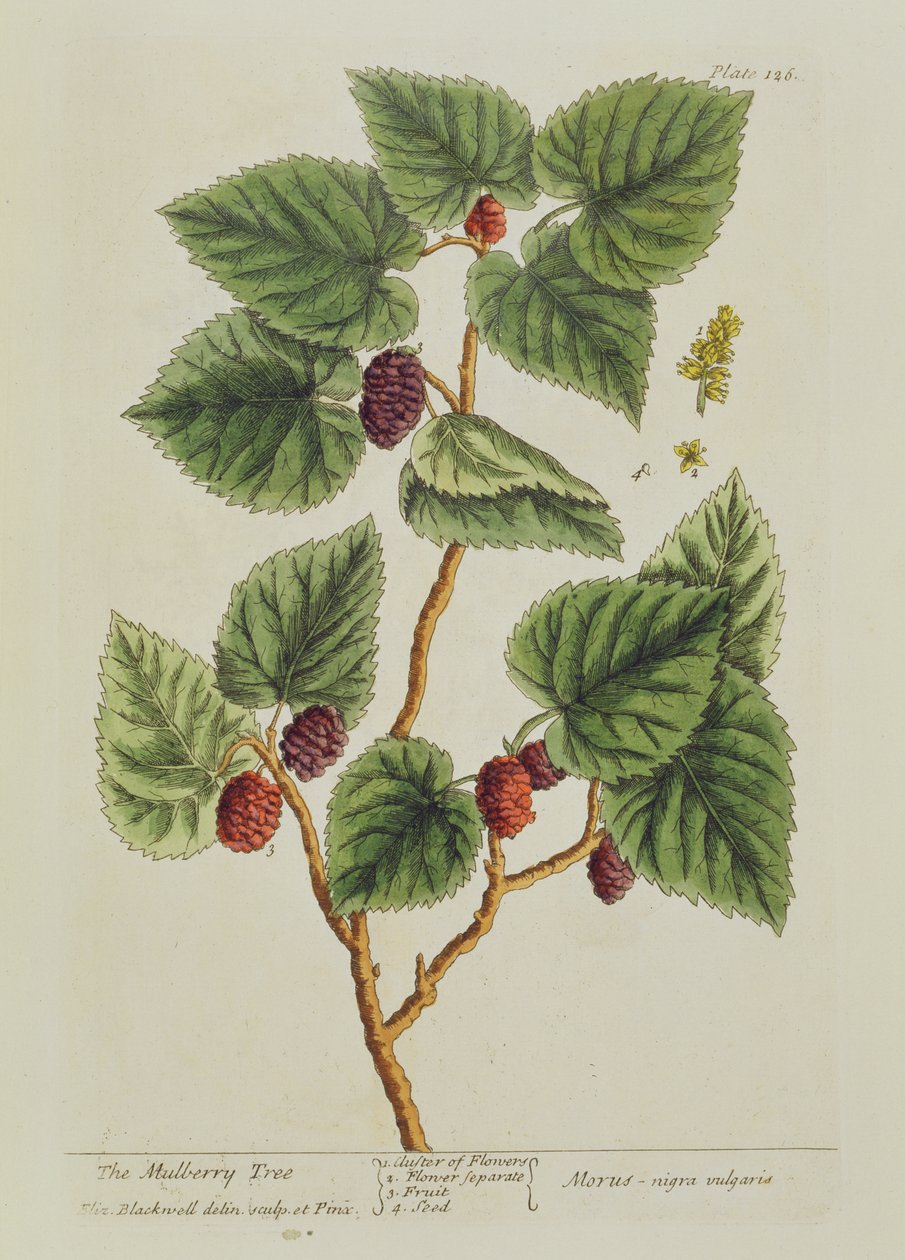 The Mulberry Tree, deska 126 z 
