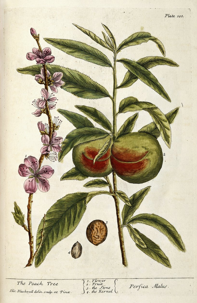 Peach Tree od Elizabeth Blackwell