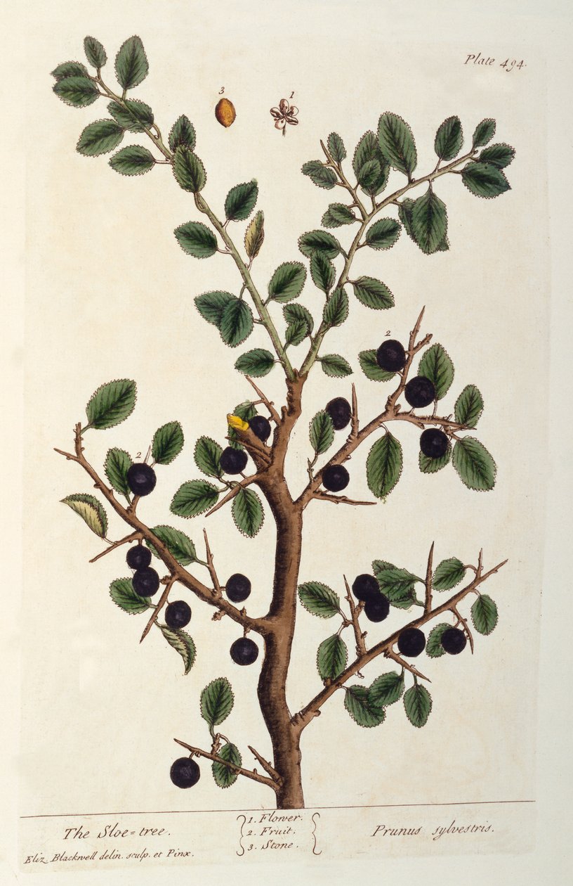 The Sloe Tree, deska 494 z 