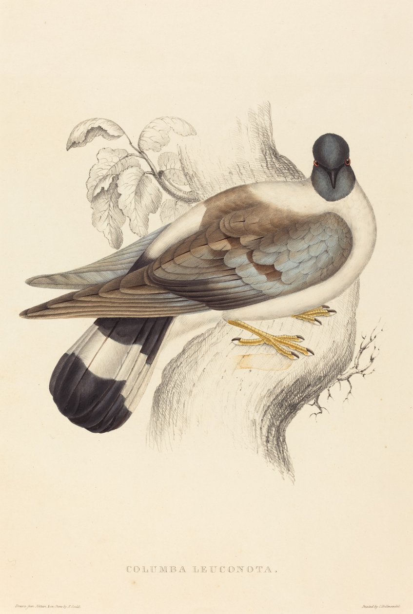 Columba Leuconota (sněžný holub) od Elizabeth Gould