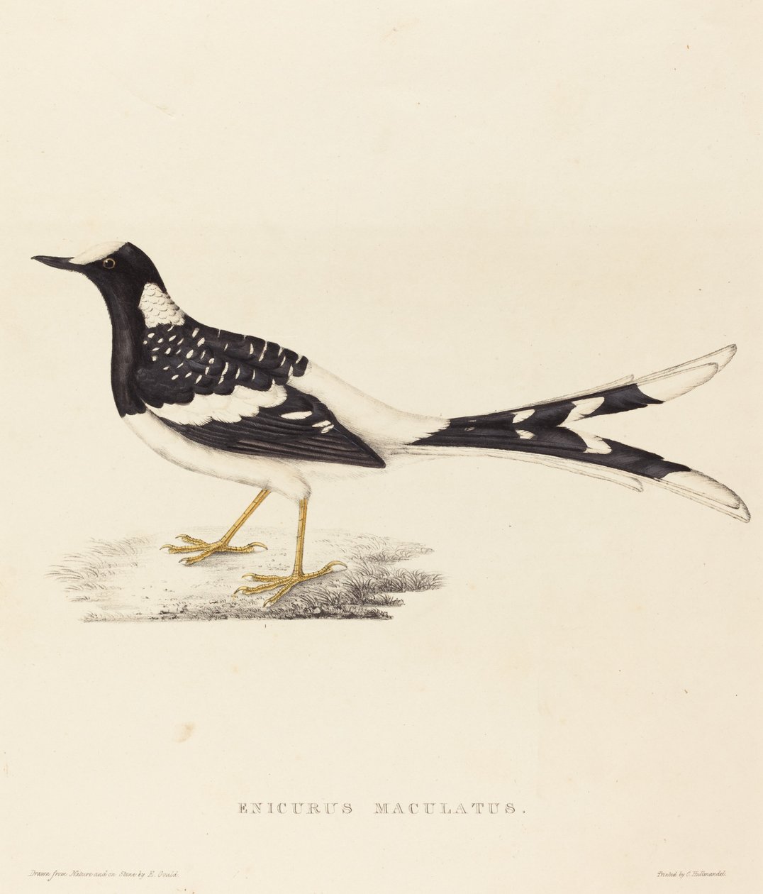 Enicurus Maculatus (vidloocas tečkovaný) od Elizabeth Gould