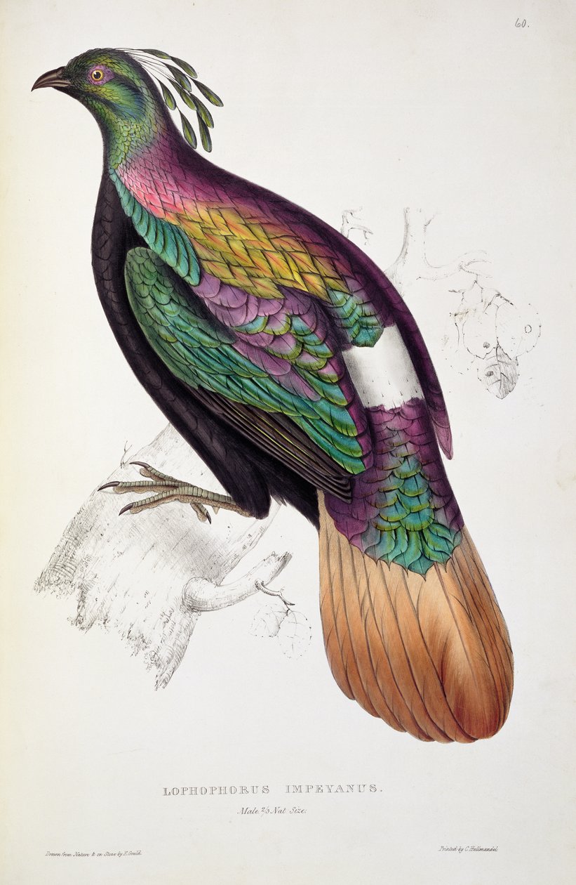 Himálajský bažant Monal, ze „Století ptáků z Himalájí“, 1830-32, John Gould (1804-41) od Elizabeth Gould