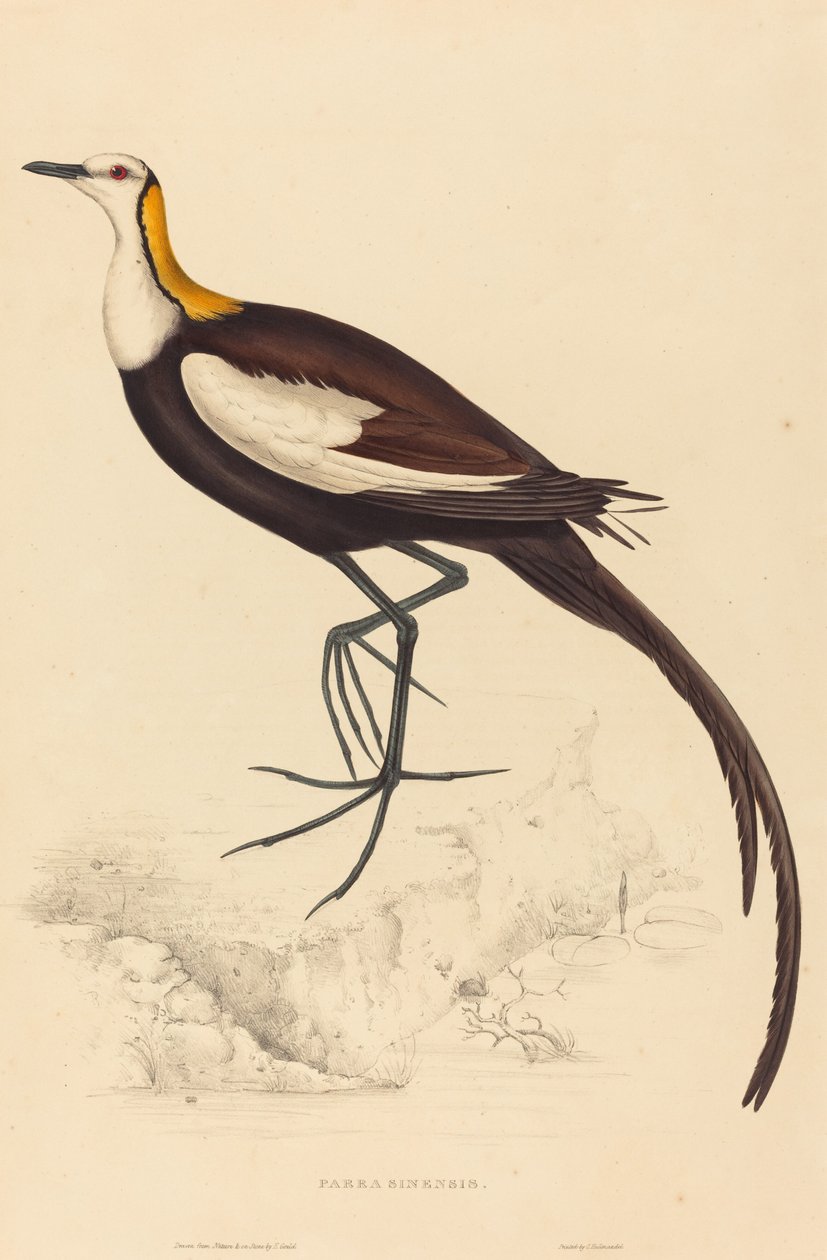 Parra Sinensis (Jacana bažantoocasá) od Elizabeth Gould