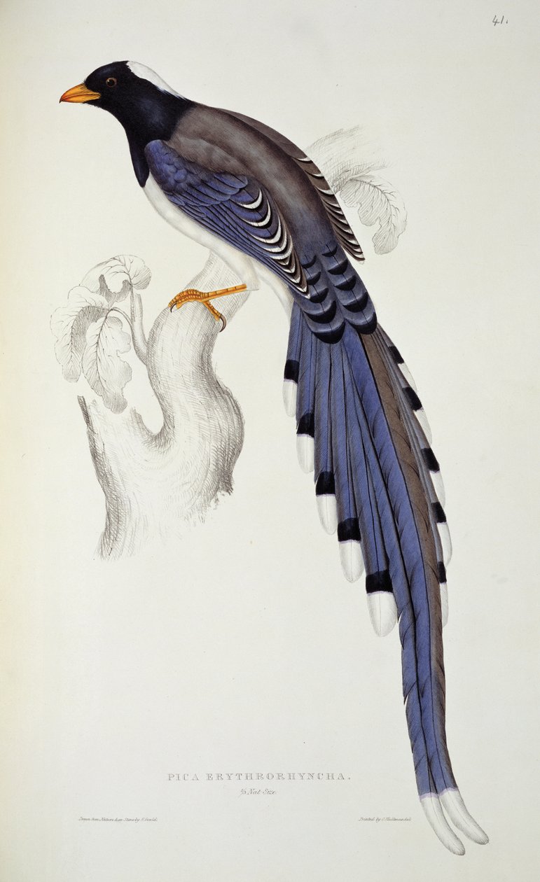 Pica Erythrorhynchos, ze „Století ptáků z Himalájí“, 1830-32, John Gould (1804-81) od Elizabeth Gould