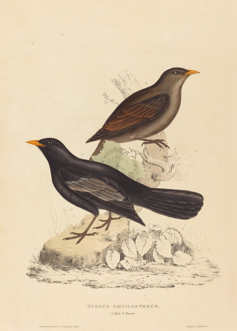 Turdus Poecilopterus (aztécký drozd) od Elizabeth Gould