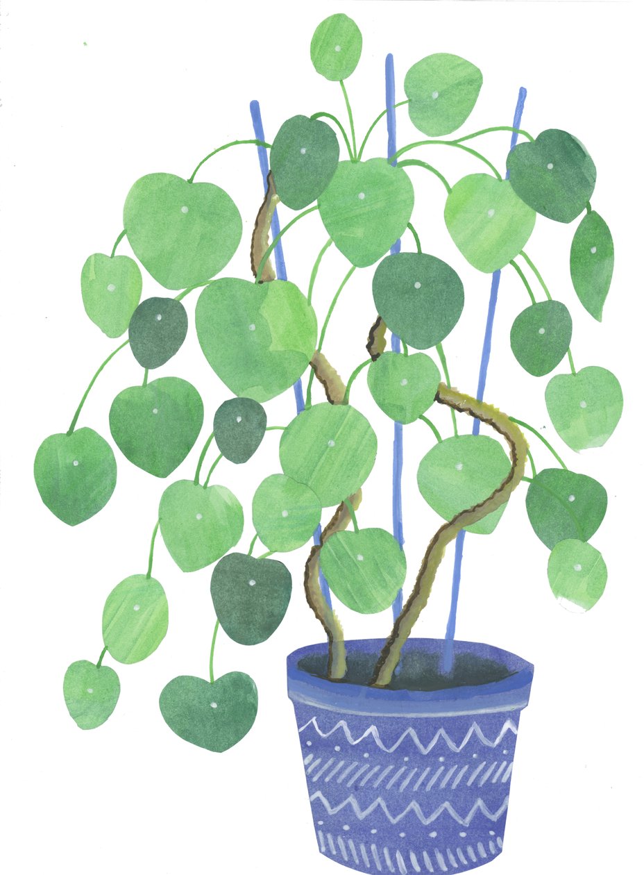 Rostlina Pilea, 2017 (akvarel a koláž) od Elizabeth Rider