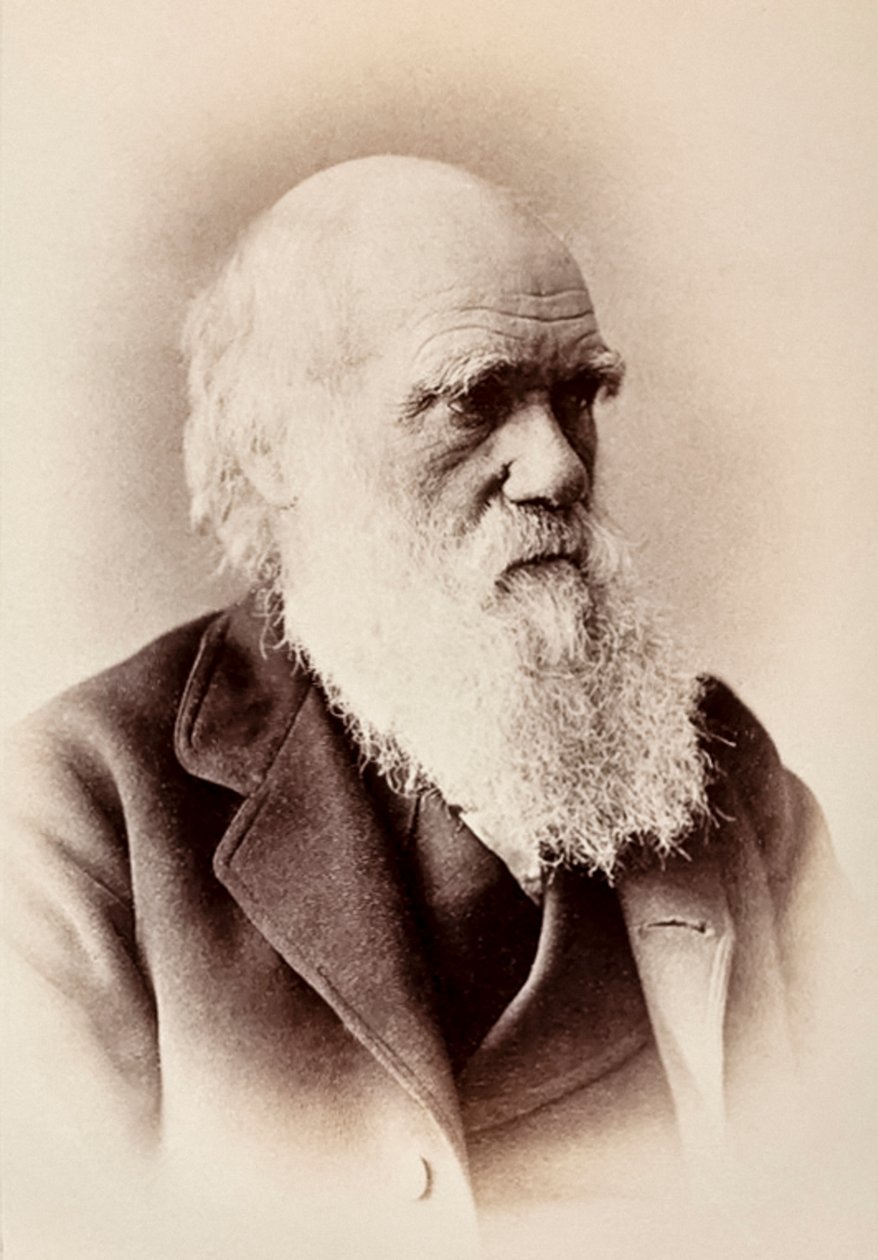 Charles Darwin: anglický přírodovědec od Elliott und Fry Studio