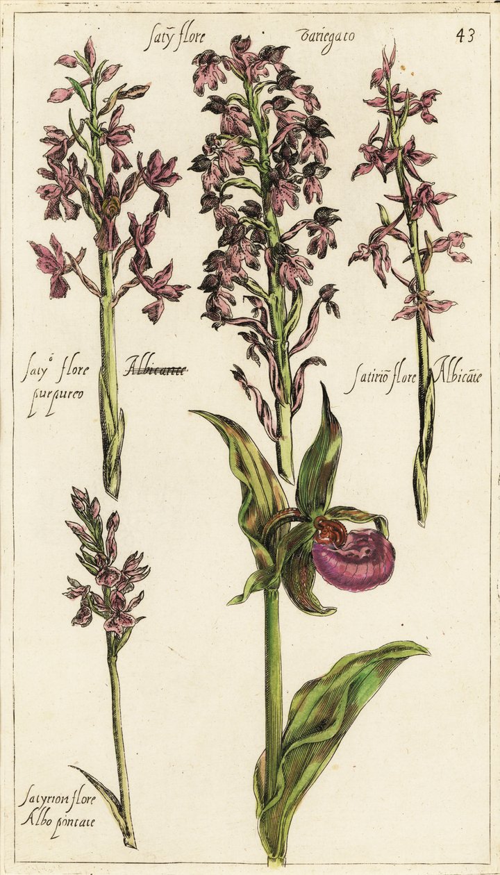 Různé odrůdy evropských orchidejí, střevíčník pantoflíček, Cypripedium calceolus od Emanuel Sweert