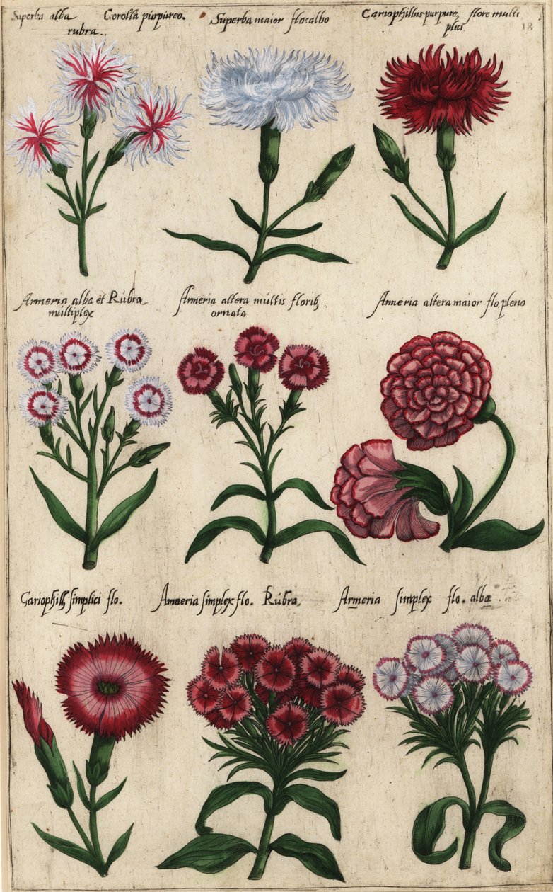 Různé odrůdy karafiátu, Dianthus caryophyllus od Emanuel Sweert