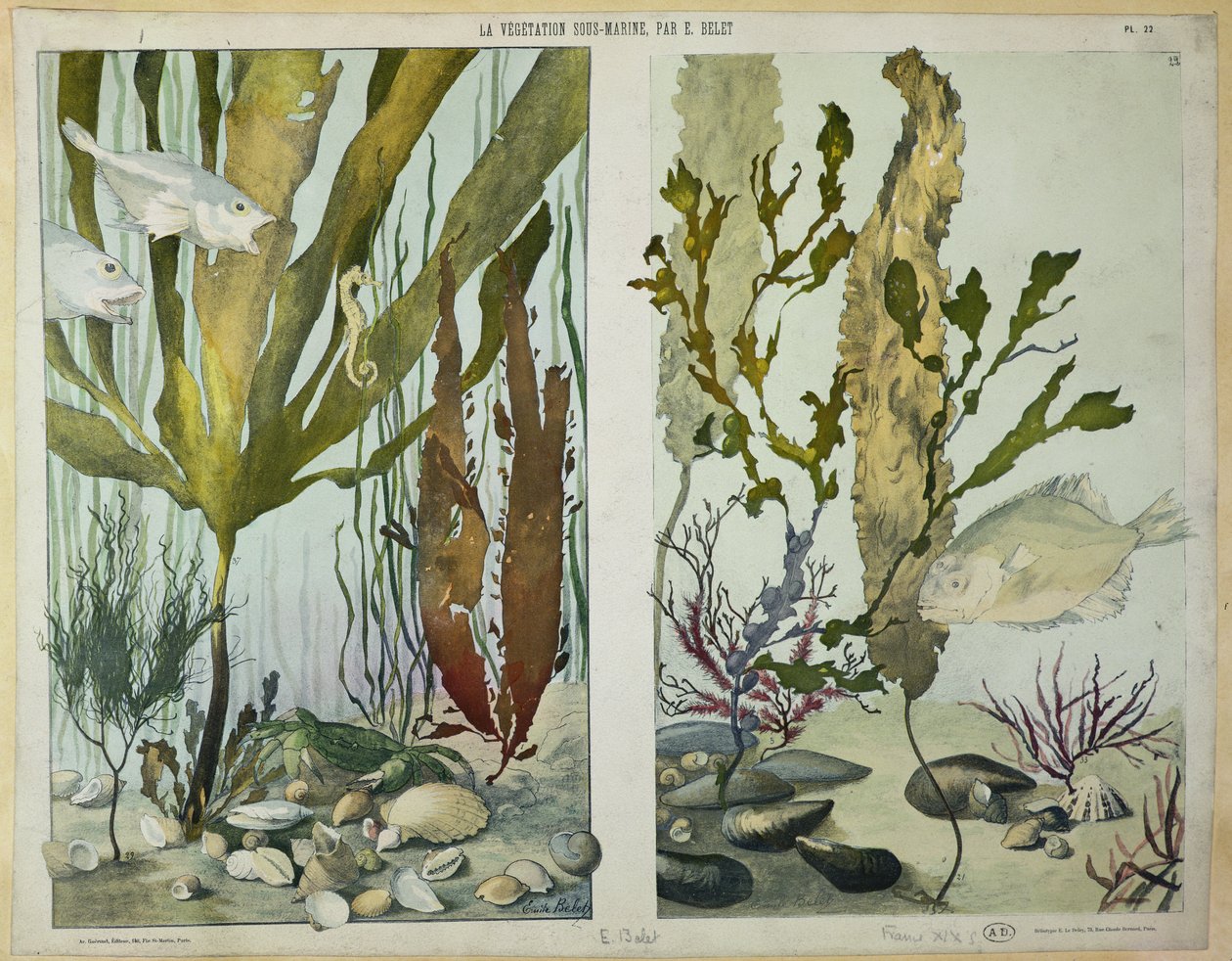 Mořské řasy, ryby, mořský koník, krab a měkkýši, ilustrované talíře z „La Vie sous marine“, konec 19. století (heliogravura) od Emile Belet
