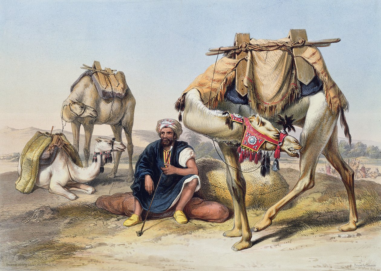 Velbloudi odpočívající v Sherkiyeh, Land of Goshen, ilustrace z 