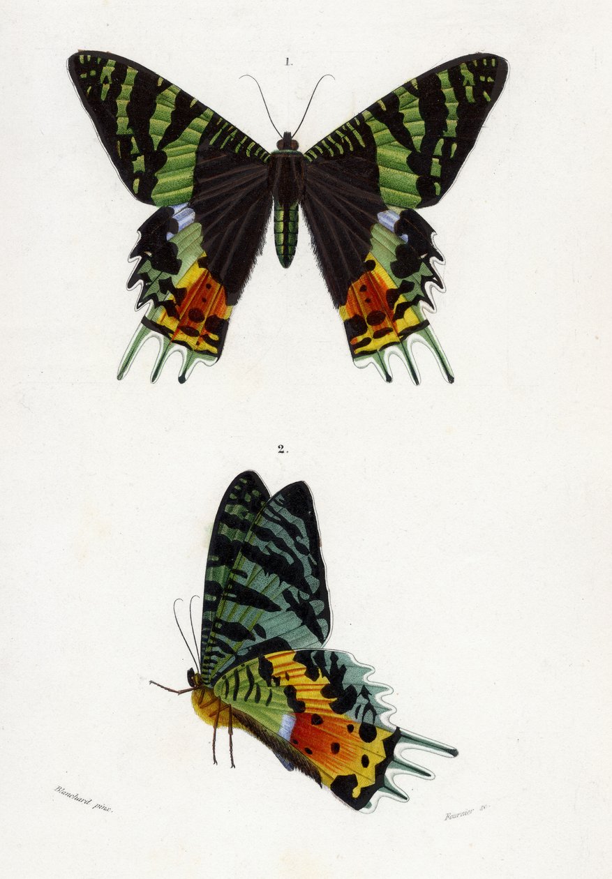 Urania Riphaeus, 1869 (ručně kolorovaná rytina) od Emile Theophile Blanchard