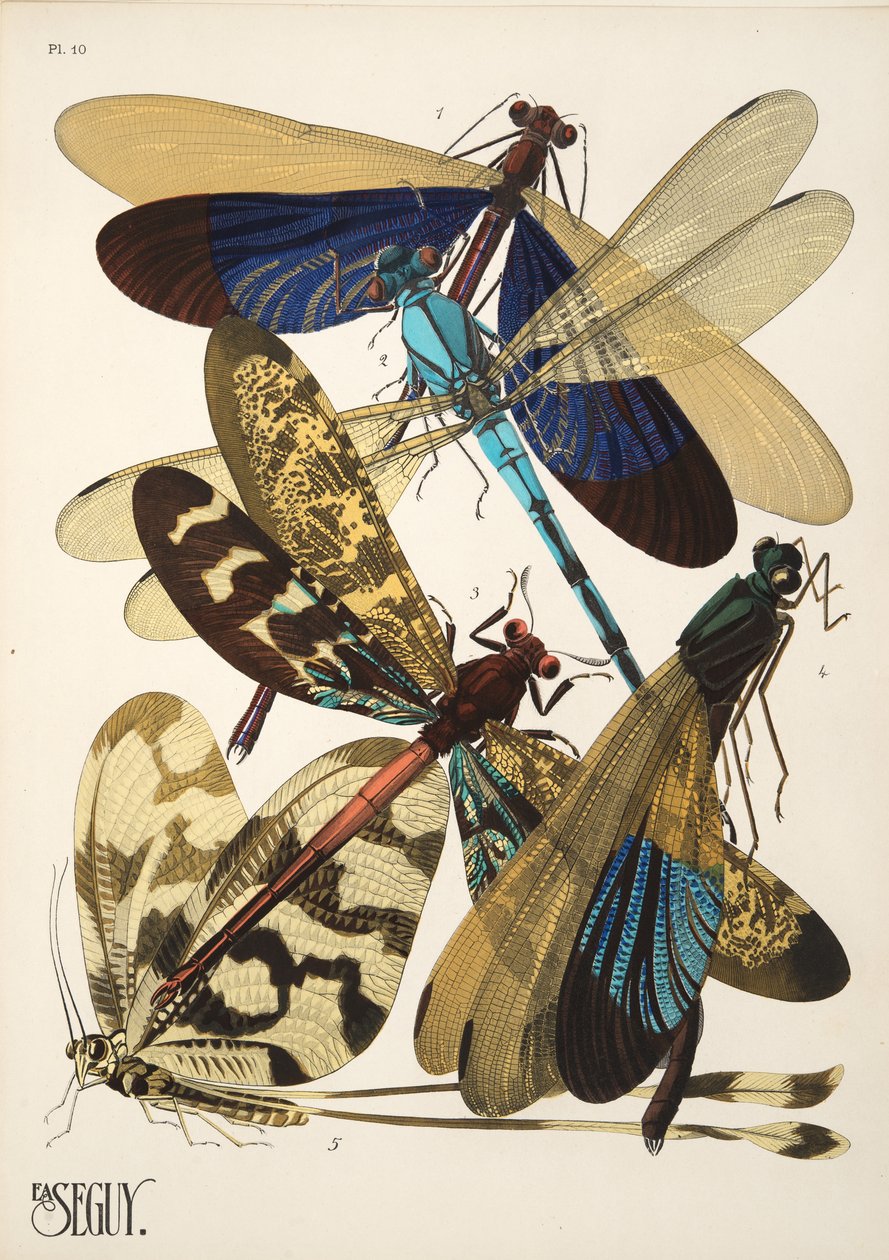 Talíř 10 z Insectes, hospoda. 30. léta (pochoir print) od Émile Allain Séguy