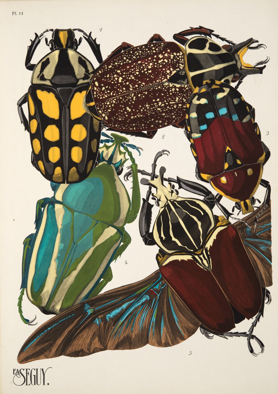 Talíř 11 z Insectes, hospoda. 30. léta (pochoir print) od Émile Allain Séguy