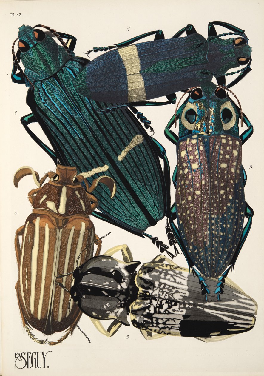 Talíř 13 z Insectes, hospoda. 30. léta (pochoir print) od Émile Allain Séguy