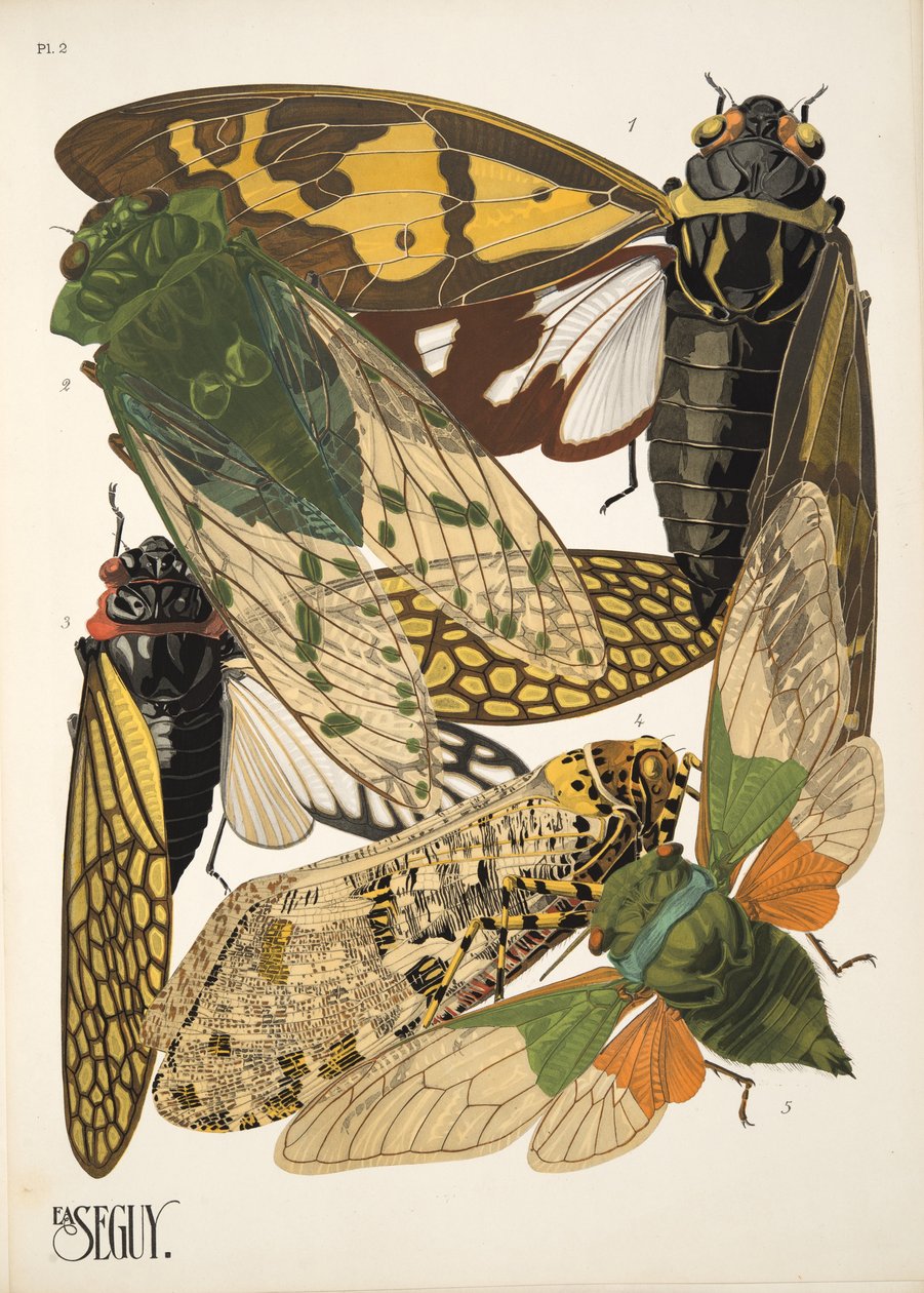 Talíř 2 z Insectes, hospoda. 30. léta (pochoir print) od Émile Allain Séguy