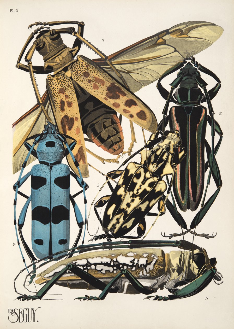 Talíř 3 z Insectes, hospoda. 30. léta (pochoir print) od Émile Allain Séguy