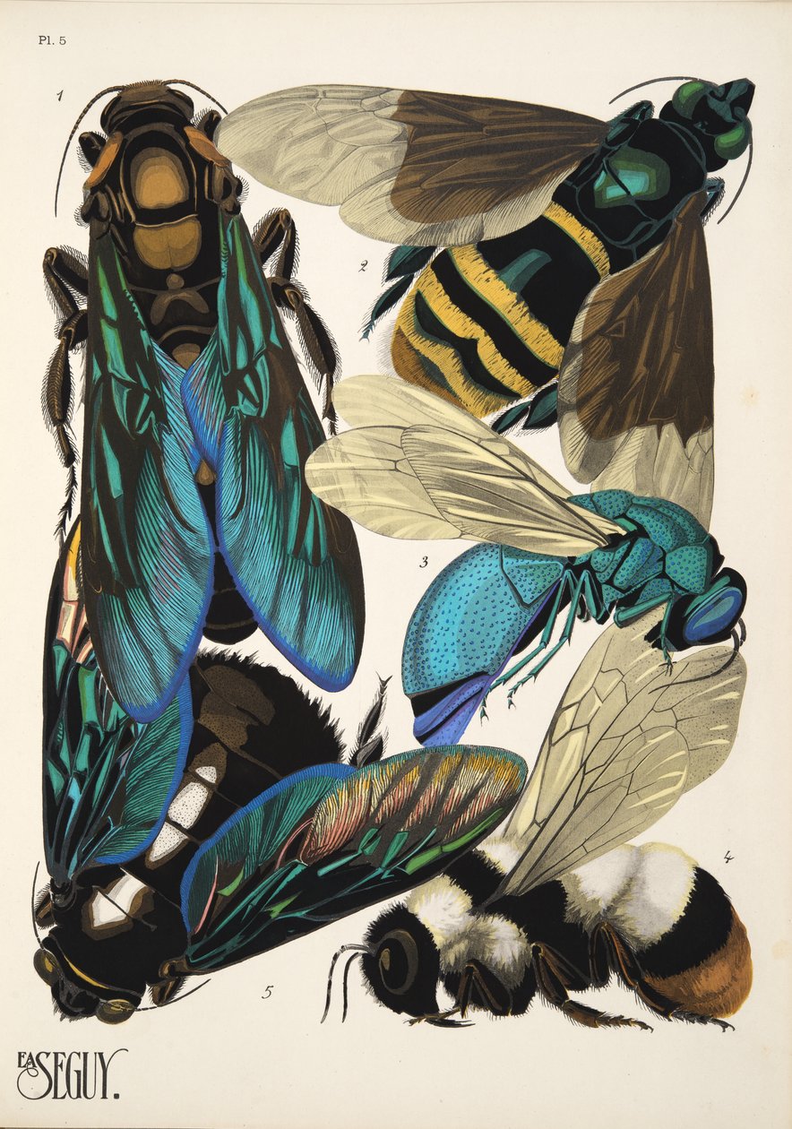 Talíř 5 z Insectes, hospoda. 30. léta (pochoir print) od Émile Allain Séguy