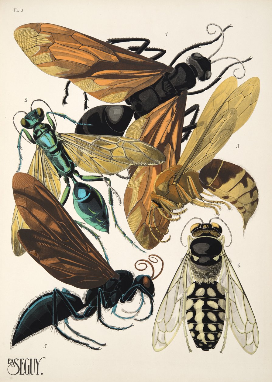 Talíř 6 z Insectes, hospoda. 30. léta (pochoir print) od Émile Allain Séguy
