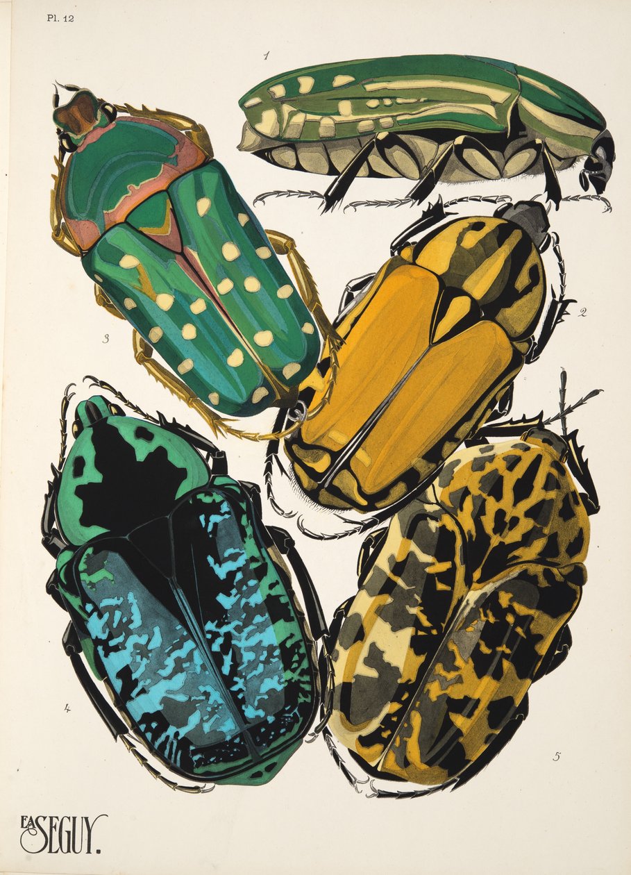 Talíř 12 z Insectes, hospoda. 30. léta (pochoir print) od Émile Allain Séguy