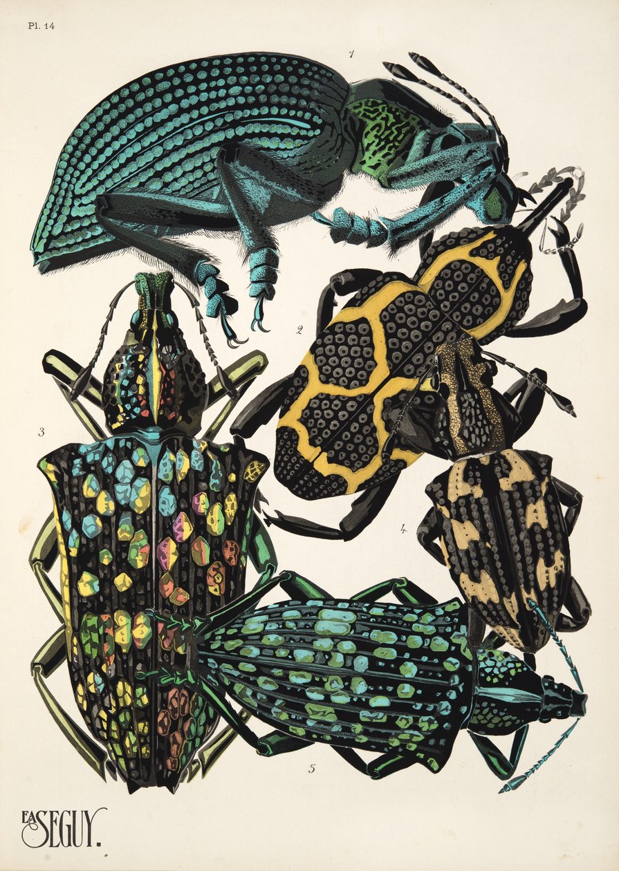 Talíř 14 z Insectes, hospoda. 30. léta (pochoir print) od Émile Allain Séguy