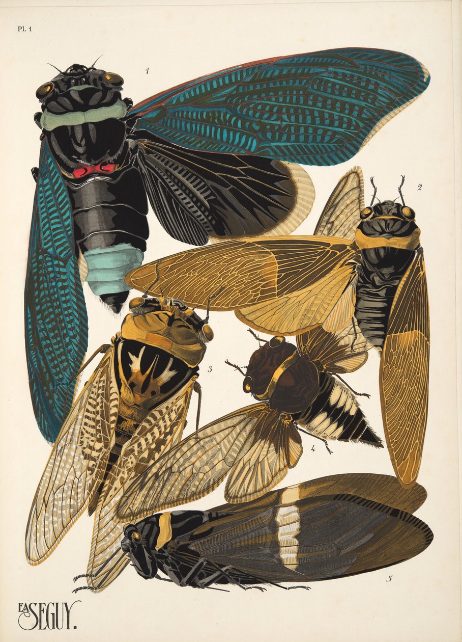 Talíř 1 z Insectes, hospoda. 30. léta (pochoir print) od Émile Allain Séguy