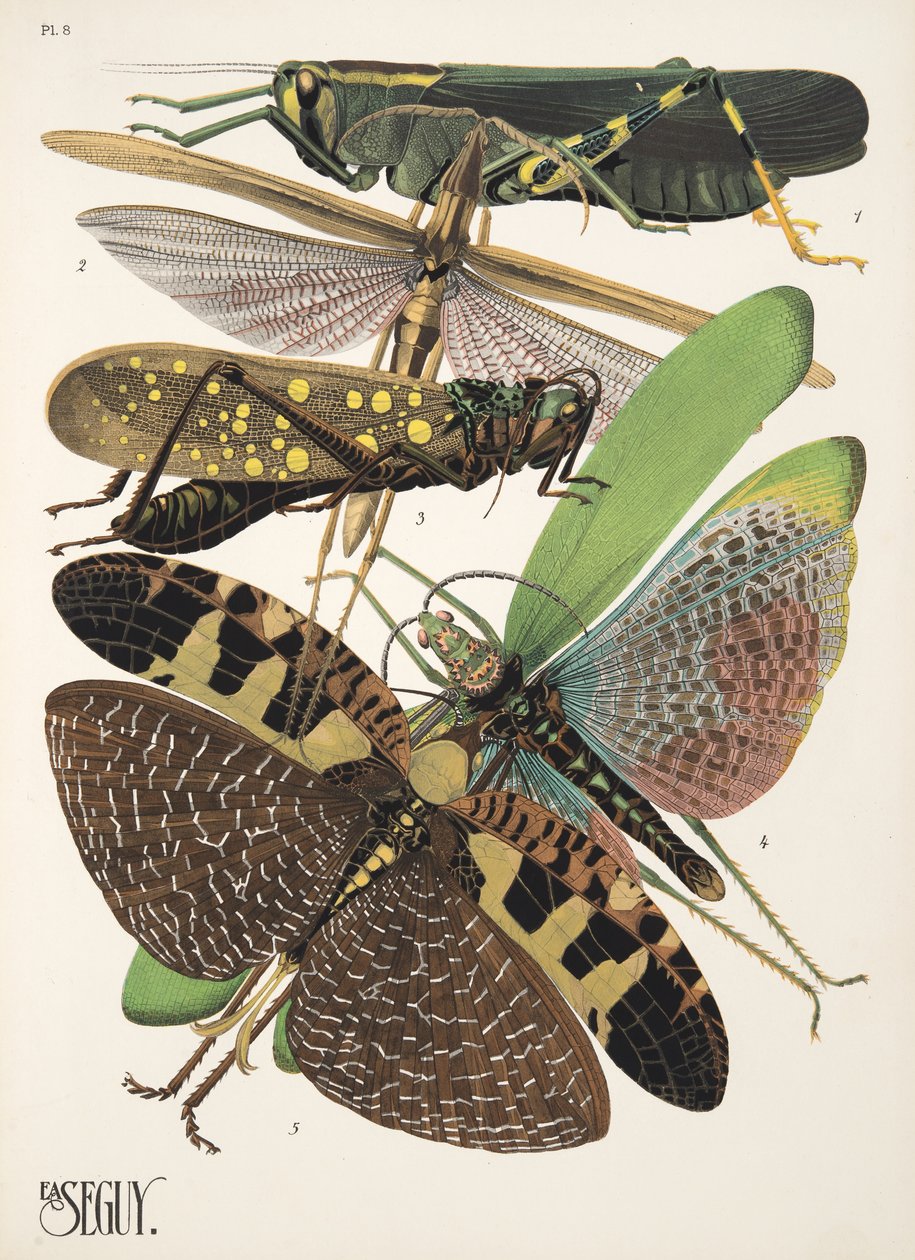 Talíř 8 z Insectes, hospoda. 30. léta (pochoir print) od Émile Allain Séguy