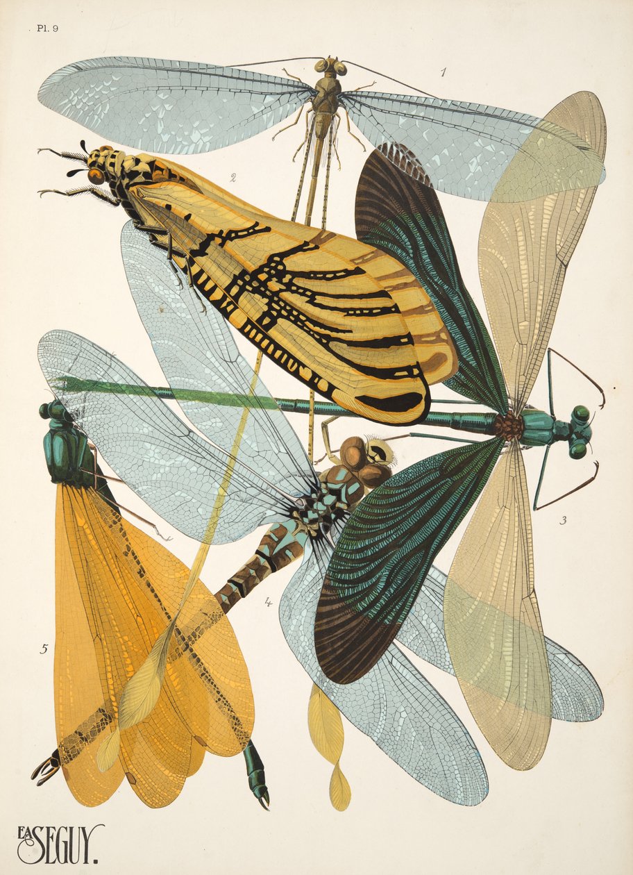 Talíř 9 z Insectes, hospoda. 30. léta (pochoir print) od Émile Allain Séguy